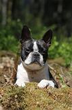 BOSTON TERRIER 252